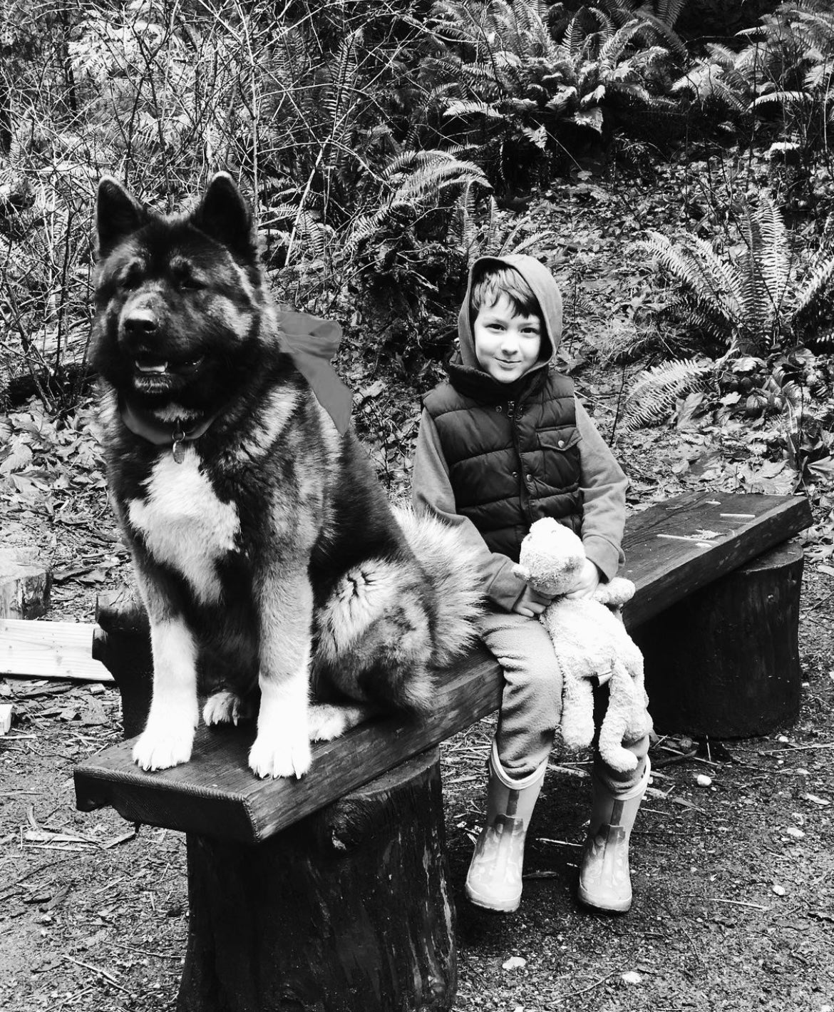Akita - Meet Kuma