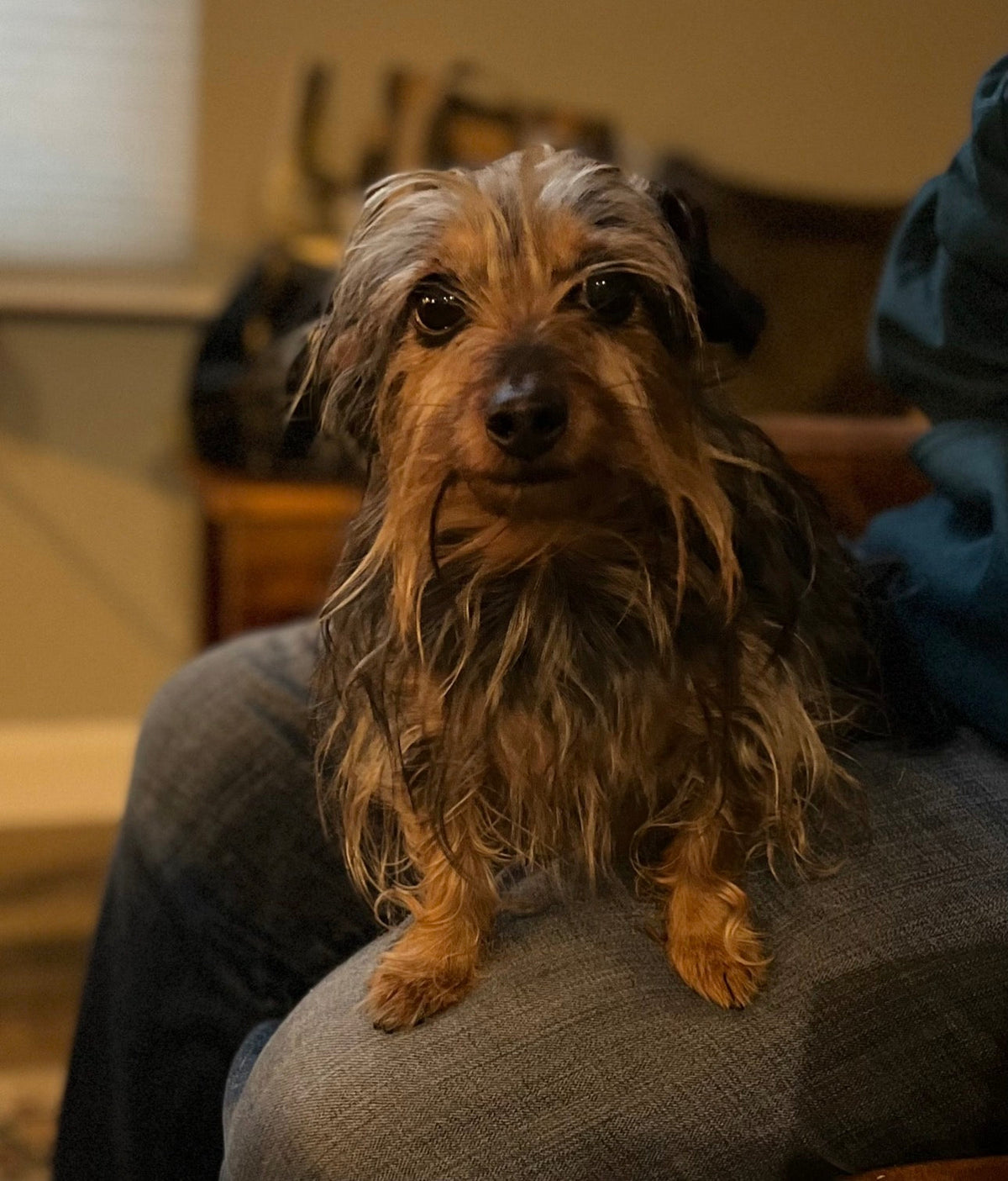 Dachshund - Meet Penny