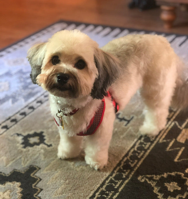 Havanese - Meet Luna