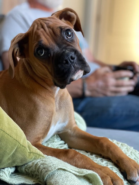 Boxer - Meet Fiona